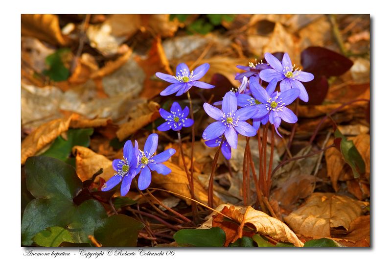 Hepatica nobilis / Erba trinit